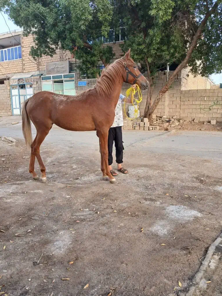 اسب مادیون عرب|اسب و تجهیزات اسبسواری|امیدیه, |دیوار