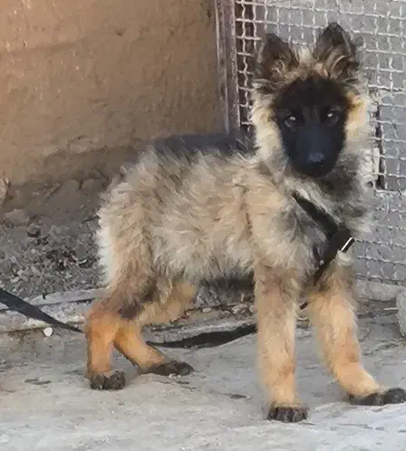 توله سگ ژرمن شپرد|سگ|مشهد, امام رضا (ع)|دیوار