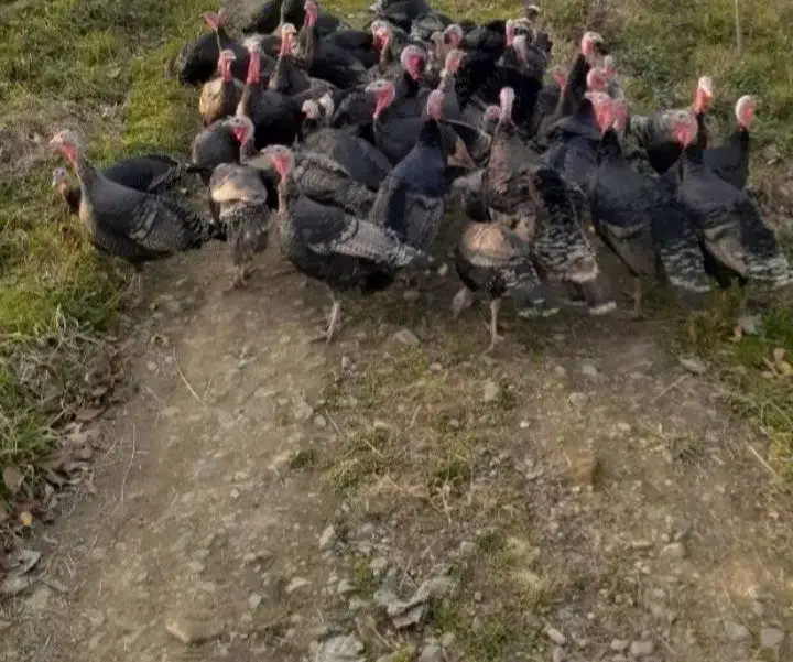 فروش‌بوقلمون‌محلی‌‌واورگانیک|حیوانات مزرعه|سیاهکل, |دیوار