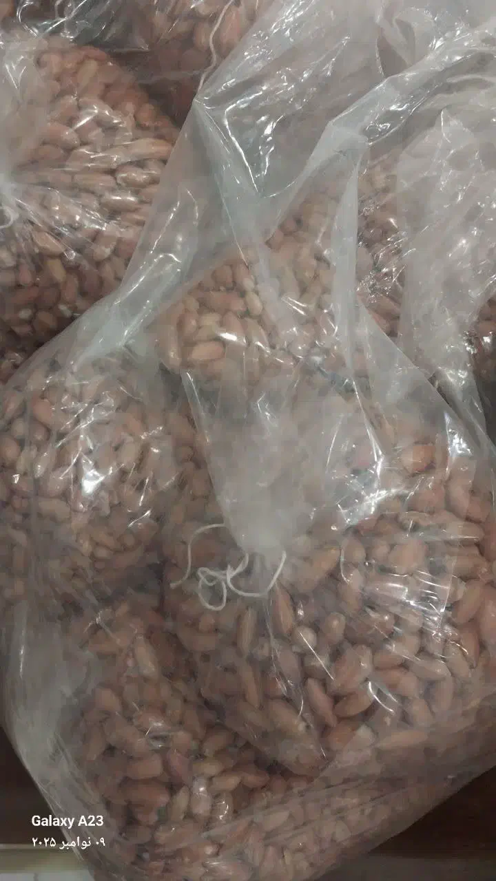 بادوم زمینی اعلا|عمدهفروشی|فردیس, شهرک راه آهن|دیوار