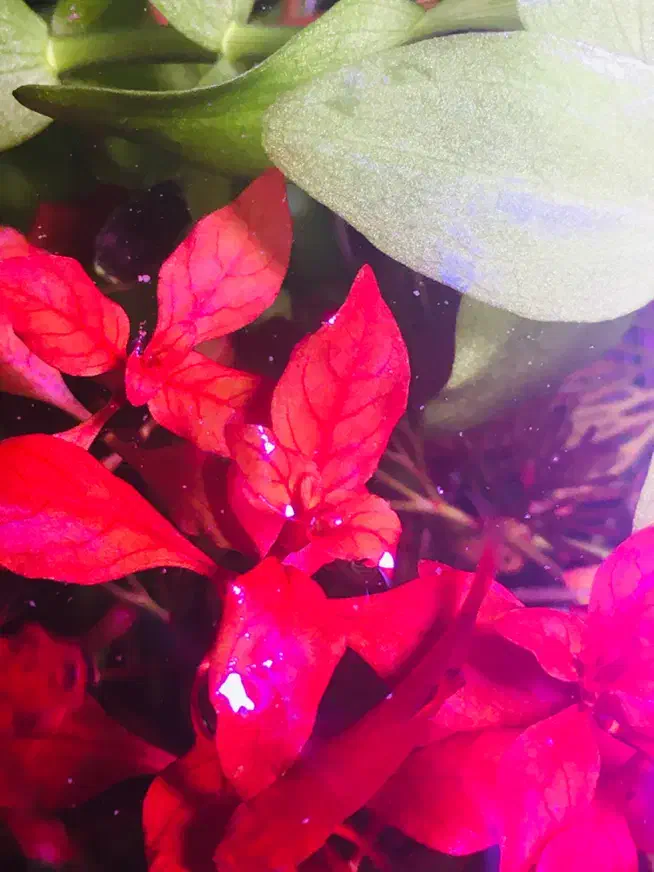 گیاه پلنت|ماهی|تهران, جوانمردان (اندیشه)|دیوار