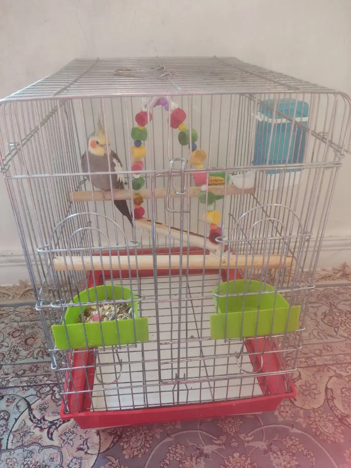 یک جفت عروس هلندی|پرنده|تهران, شهید رجایی|دیوار