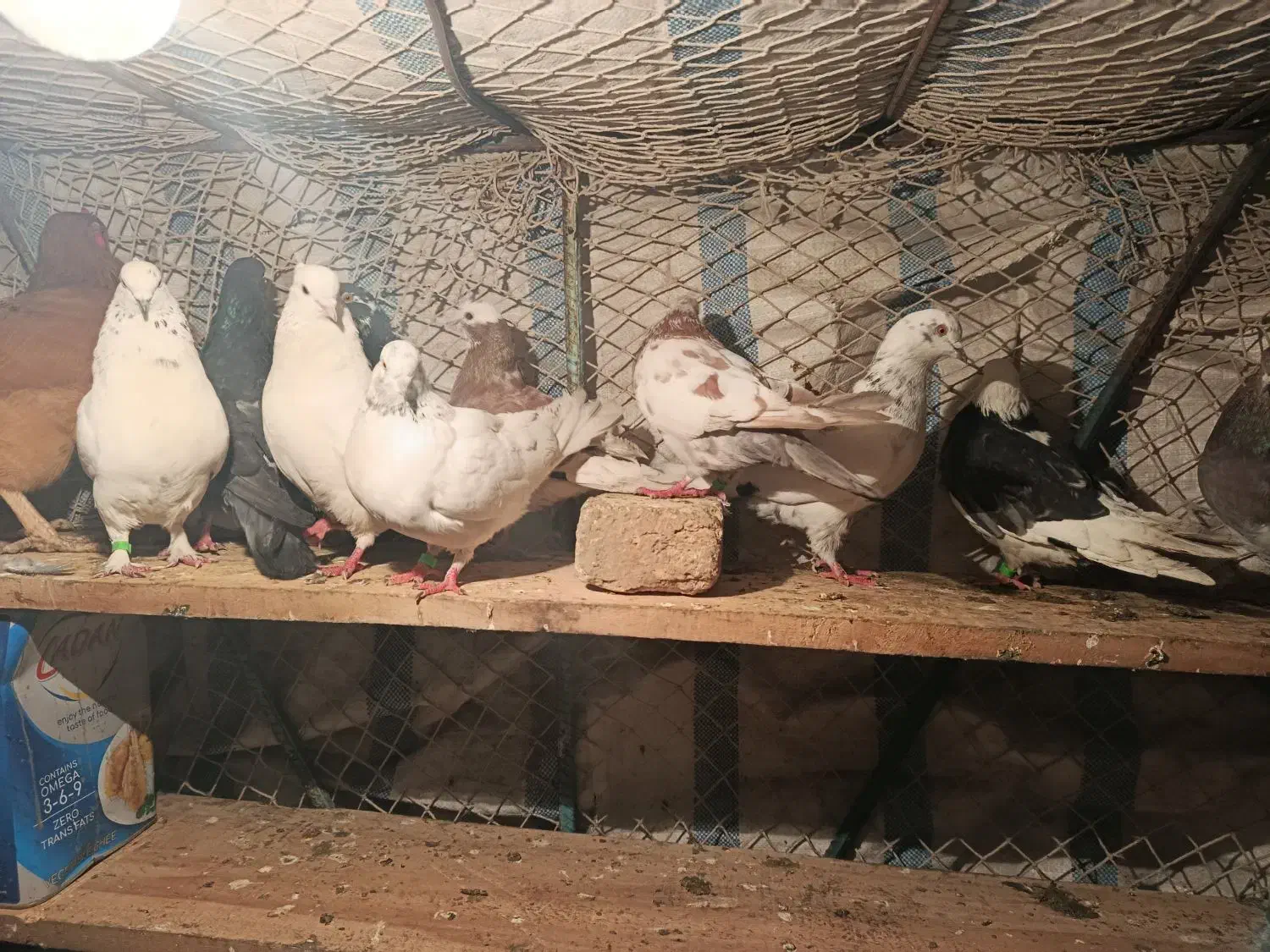 دنبال کار|پرنده|قره ضیاالدین, |دیوار