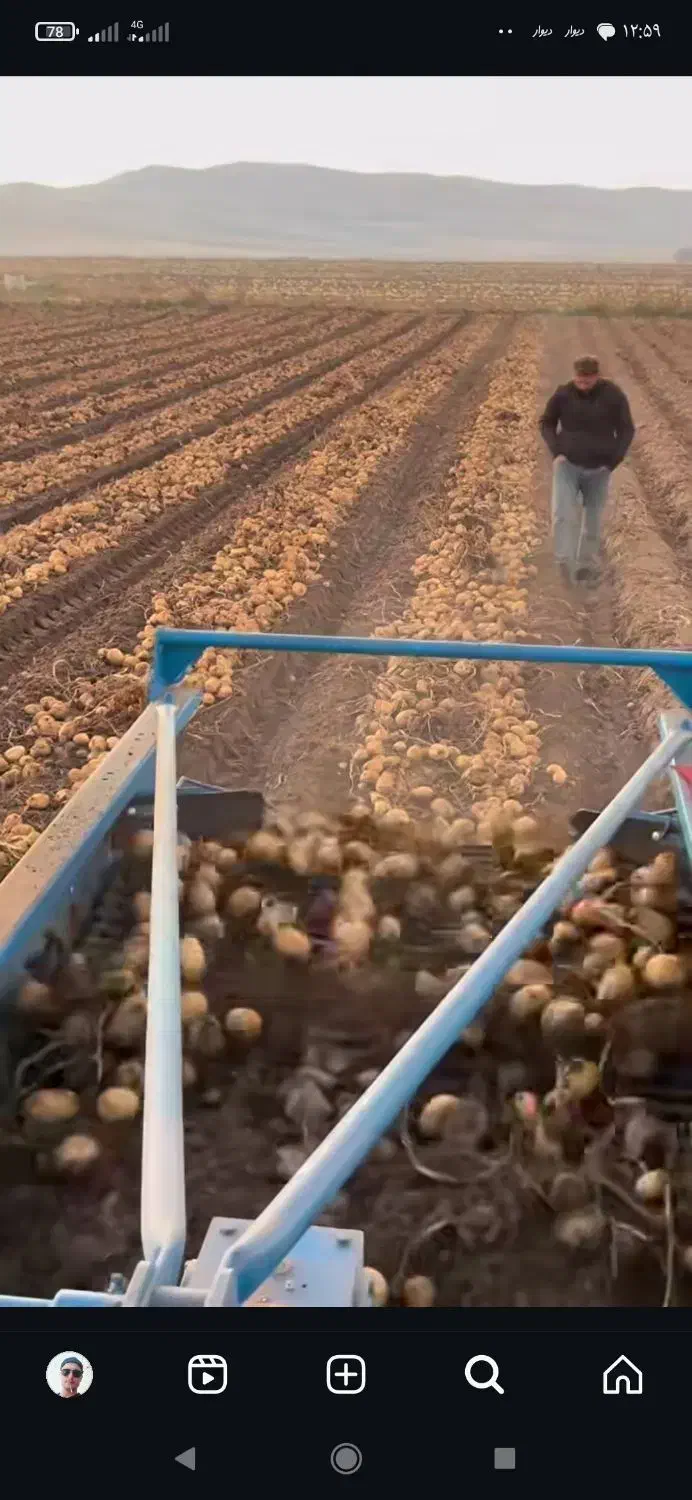 سیب زمینی|عمده‌فروشی|نظر کهریزی, |دیوار