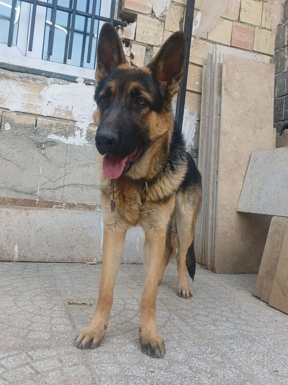 سگ ژرمن شپرد نر|سگ|کرج, اخگرآباد|دیوار