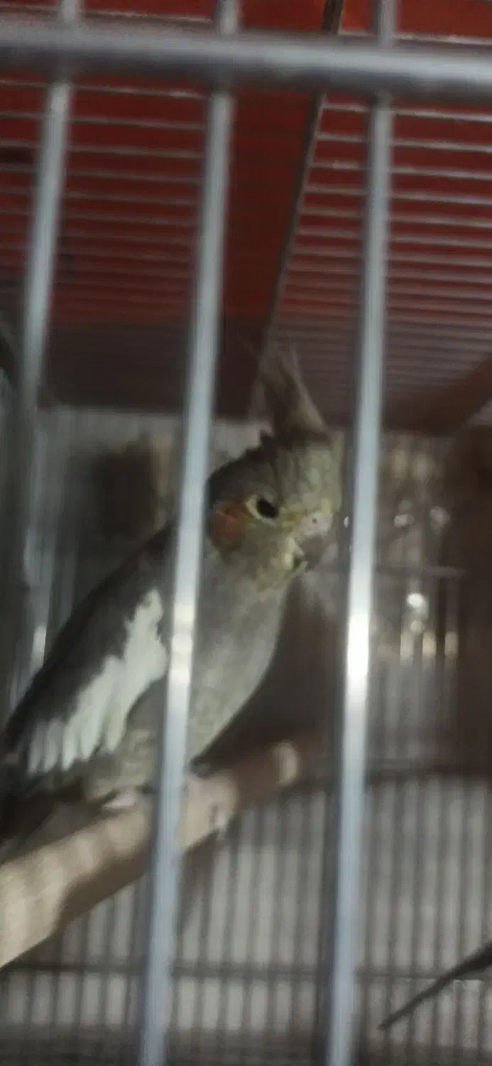 جفت عروس هلندی مولد اماده وجوجه سرلاکی|پرنده|نقده, |دیوار