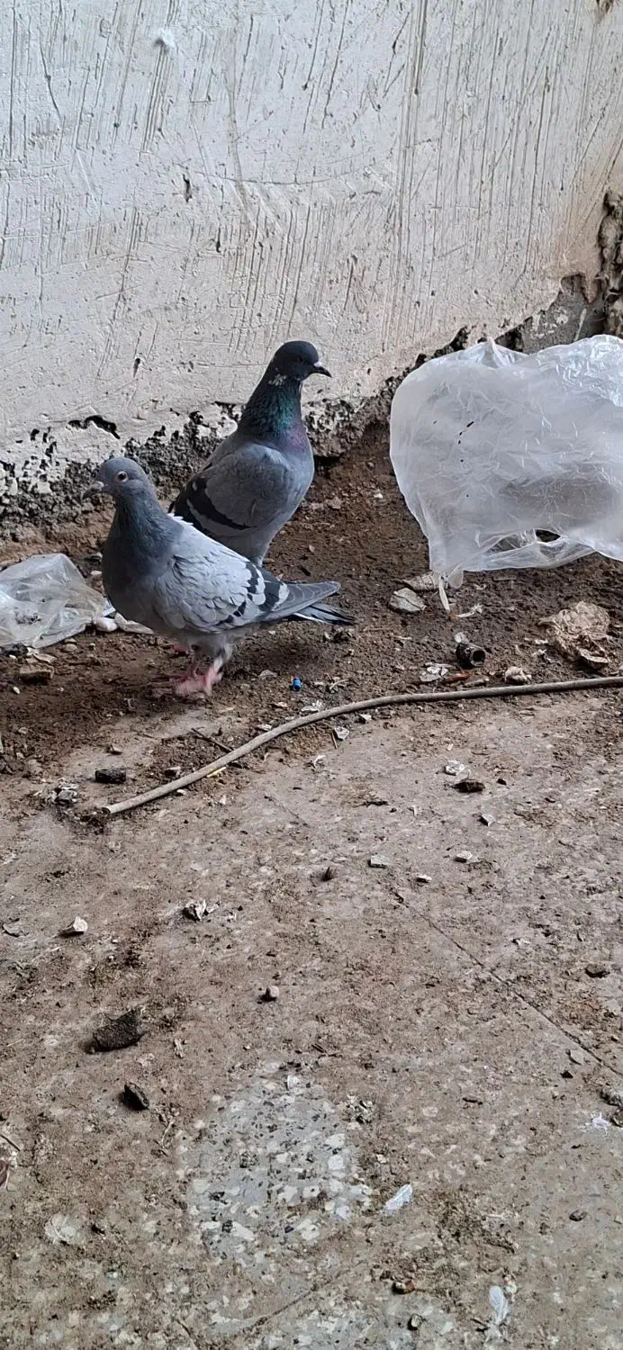 کبوتر پلاکی ابلغ و بنک وسبز|پرنده|یاسوج, |دیوار