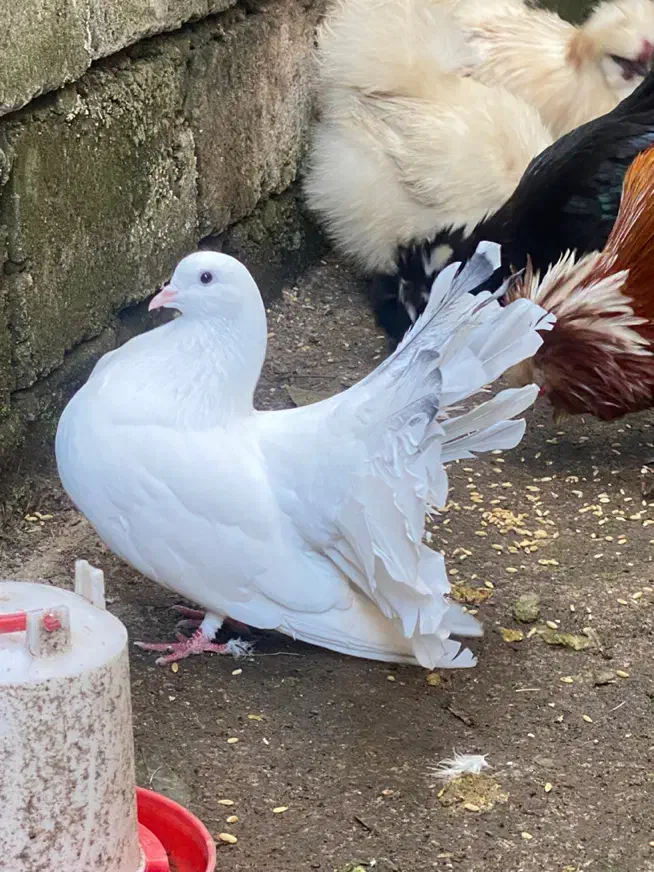 کبوتر سفید دم چتری|پرنده|لاهیجان, بازکیاگوراب|دیوار