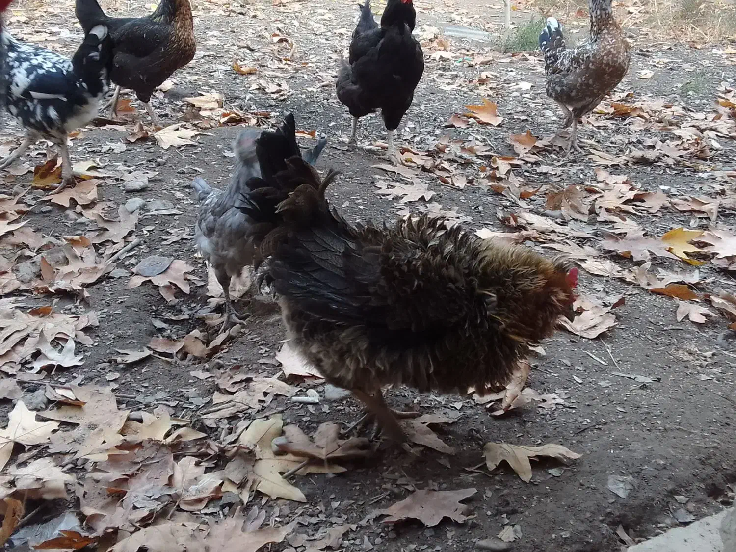 مرغ و بقلمون محلی اصل|حیوانات مزرعه|هشتگرد, کوی بهروز|دیوار