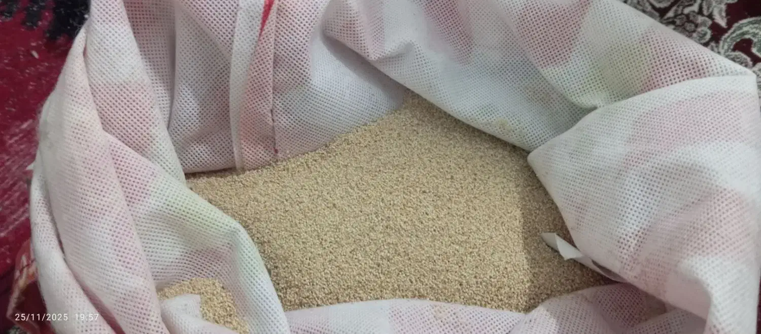 بذر توم|گل و گیاه طبیعی|کوهدشت, |دیوار