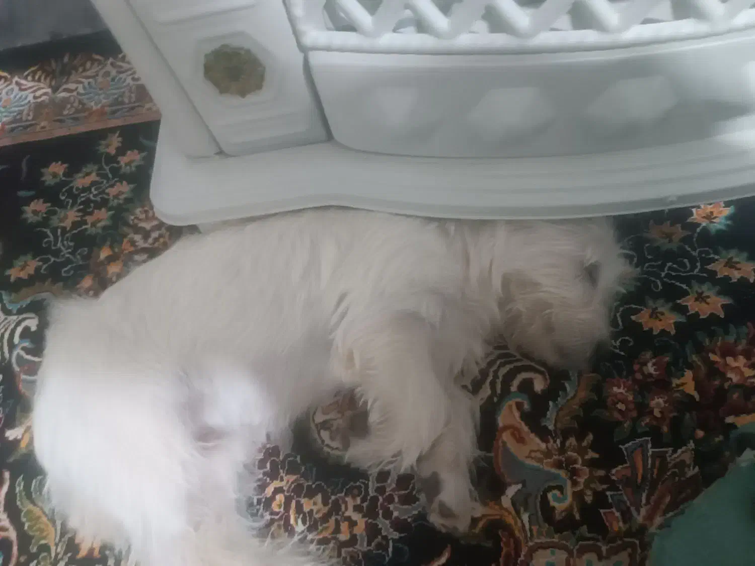 سگ شیتزو|سگ|خرمآباد, |دیوار