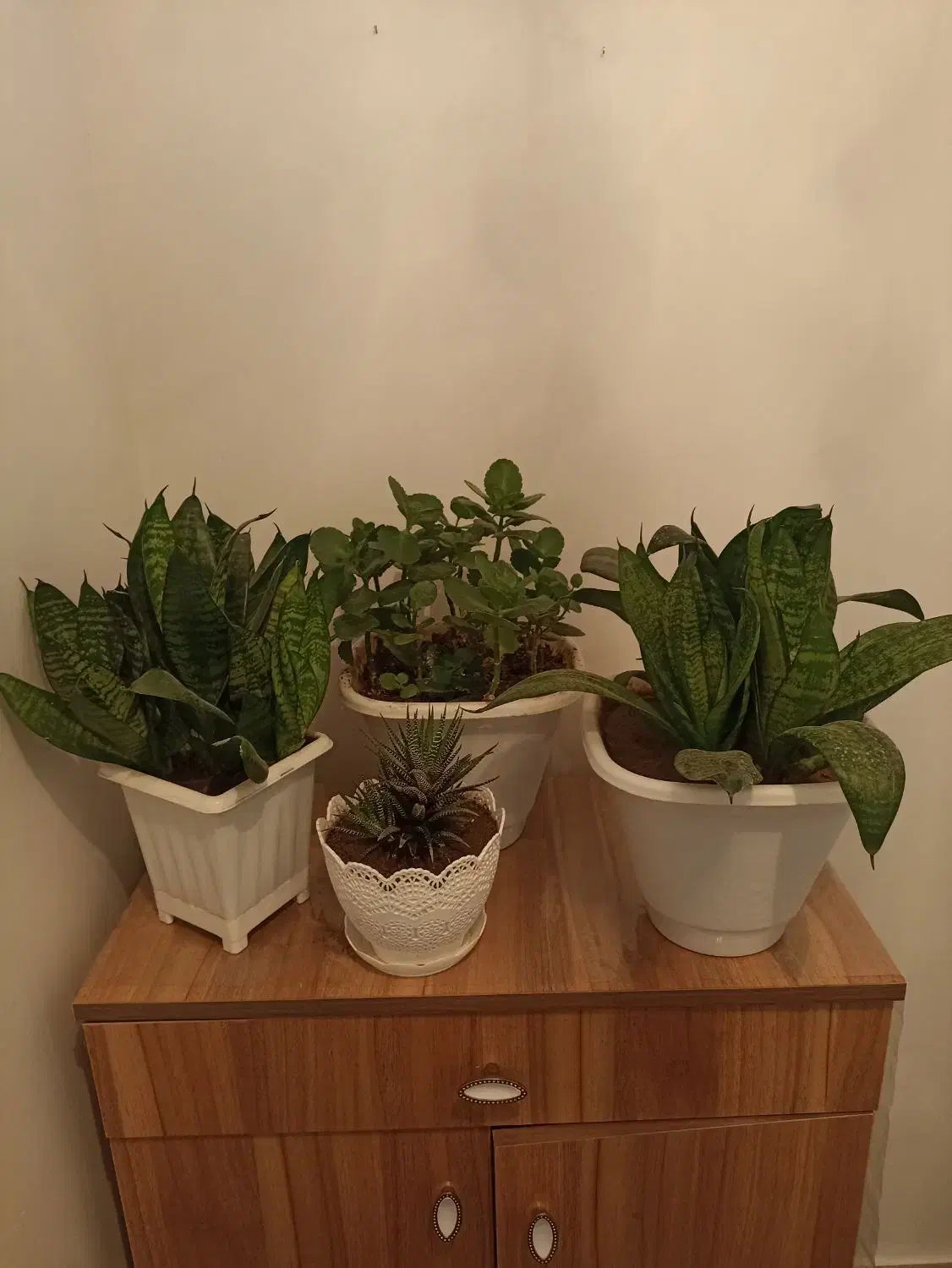 گل سانسوریا قاشقی و هاورتیا|گل و گیاه طبیعی|سهند, |دیوار