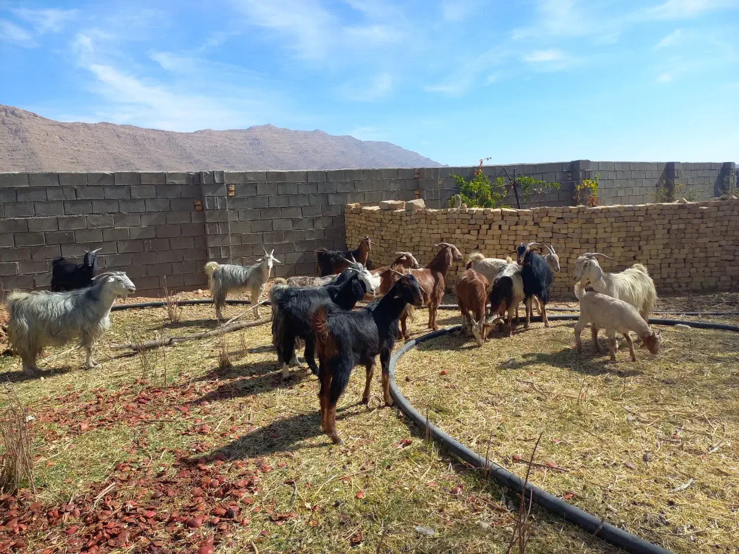 بزداشتی جوان وکهره نروماده برای قصابی|حیوانات مزرعه|ارژن, |دیوار