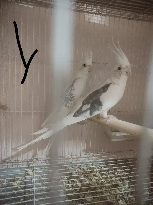 عروس هلندی دوکت البینو دوکت لوتینو زعفرونی|پرنده|مشهد, سیلو|دیوار