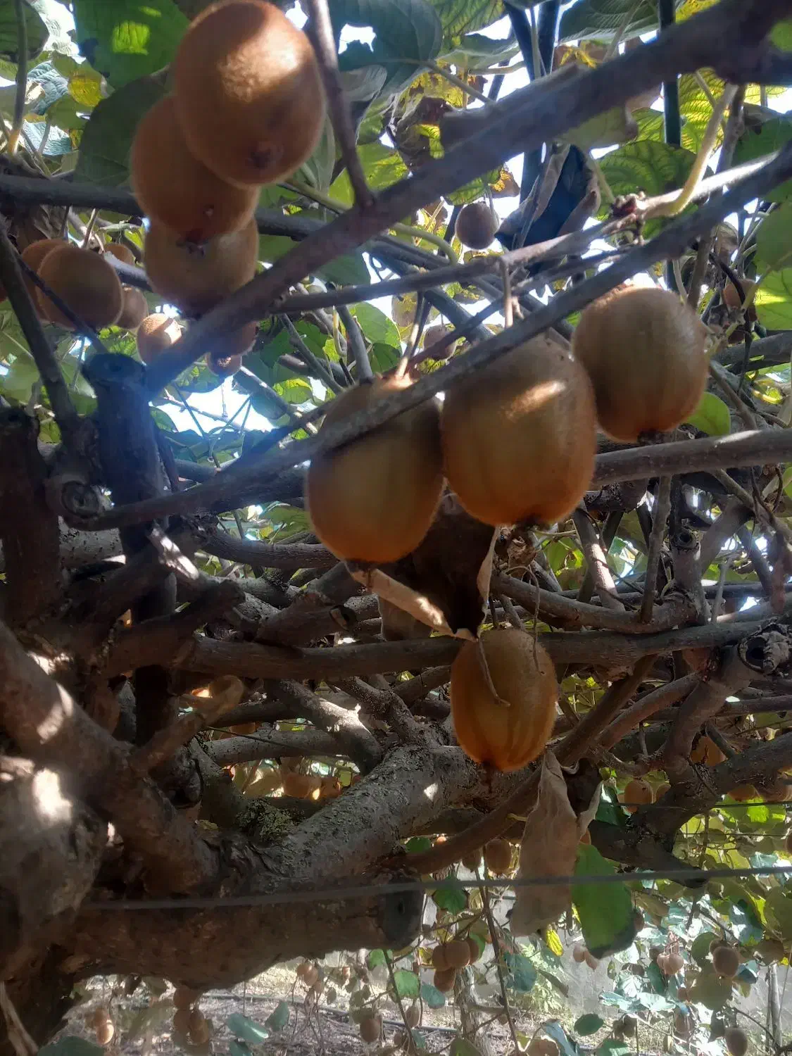 فروش میوه کیوی هایواردزیر برگ (توافقی)|عمده‌فروشی|لیسار, |دیوار