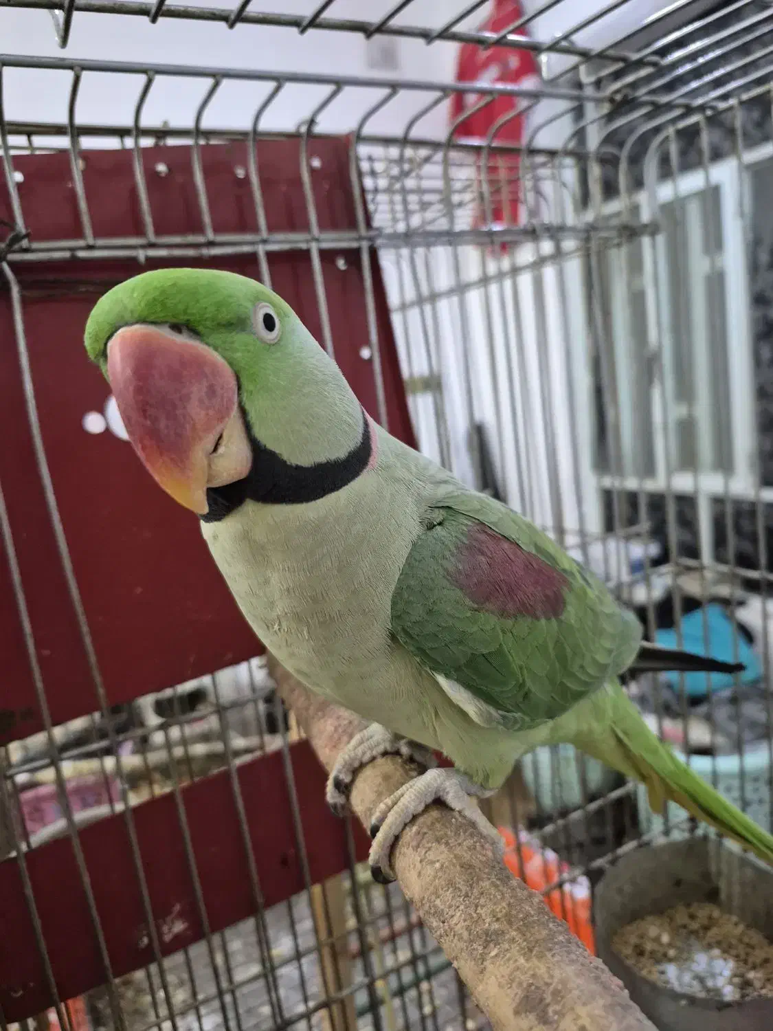 شاه طوطی گمشده|حیوانات|امیدیه, |دیوار