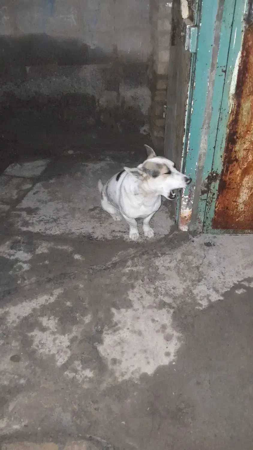 پاپی|سگ|بالا ولایت, |دیوار