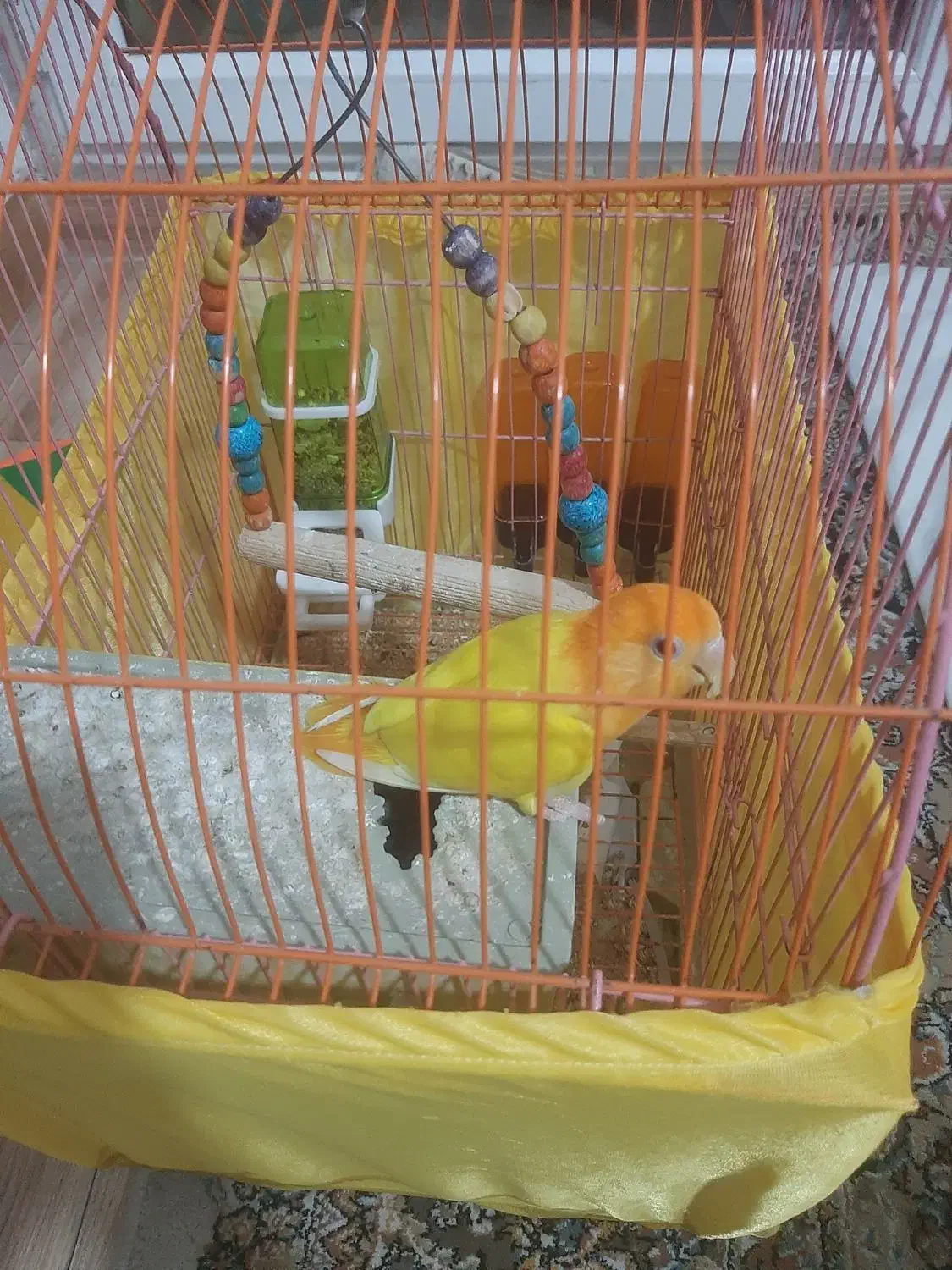 طوطی برزیلی اوپال|پرنده|فردیس, شهرک ارم|دیوار