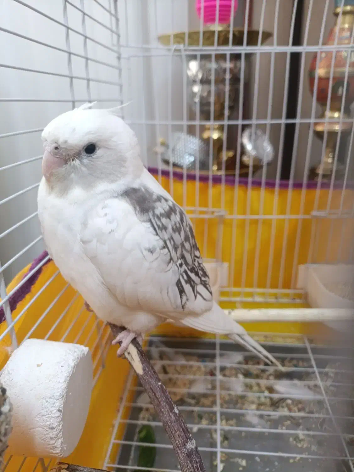 یه جفت عروس هلندی با قفس|پرنده|قم, خداکرم|دیوار