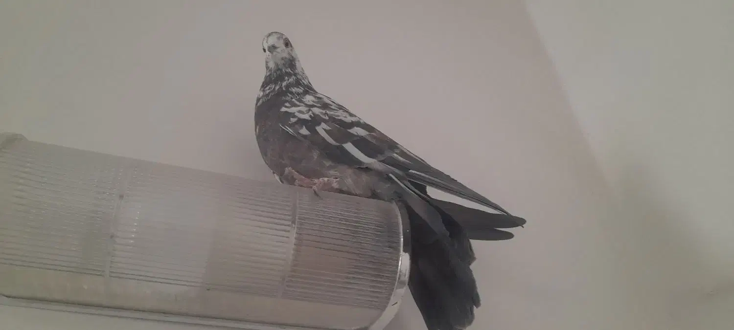 کفتر کبوتر|پرنده|خمینی‌شهر, |دیوار