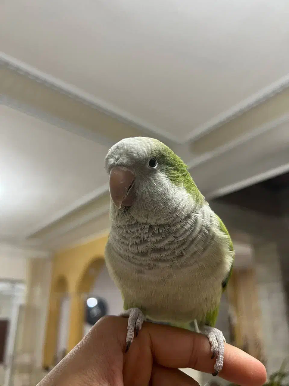 طوطی راهب سخنگو رام و اجتماعی|پرنده|بم, |دیوار