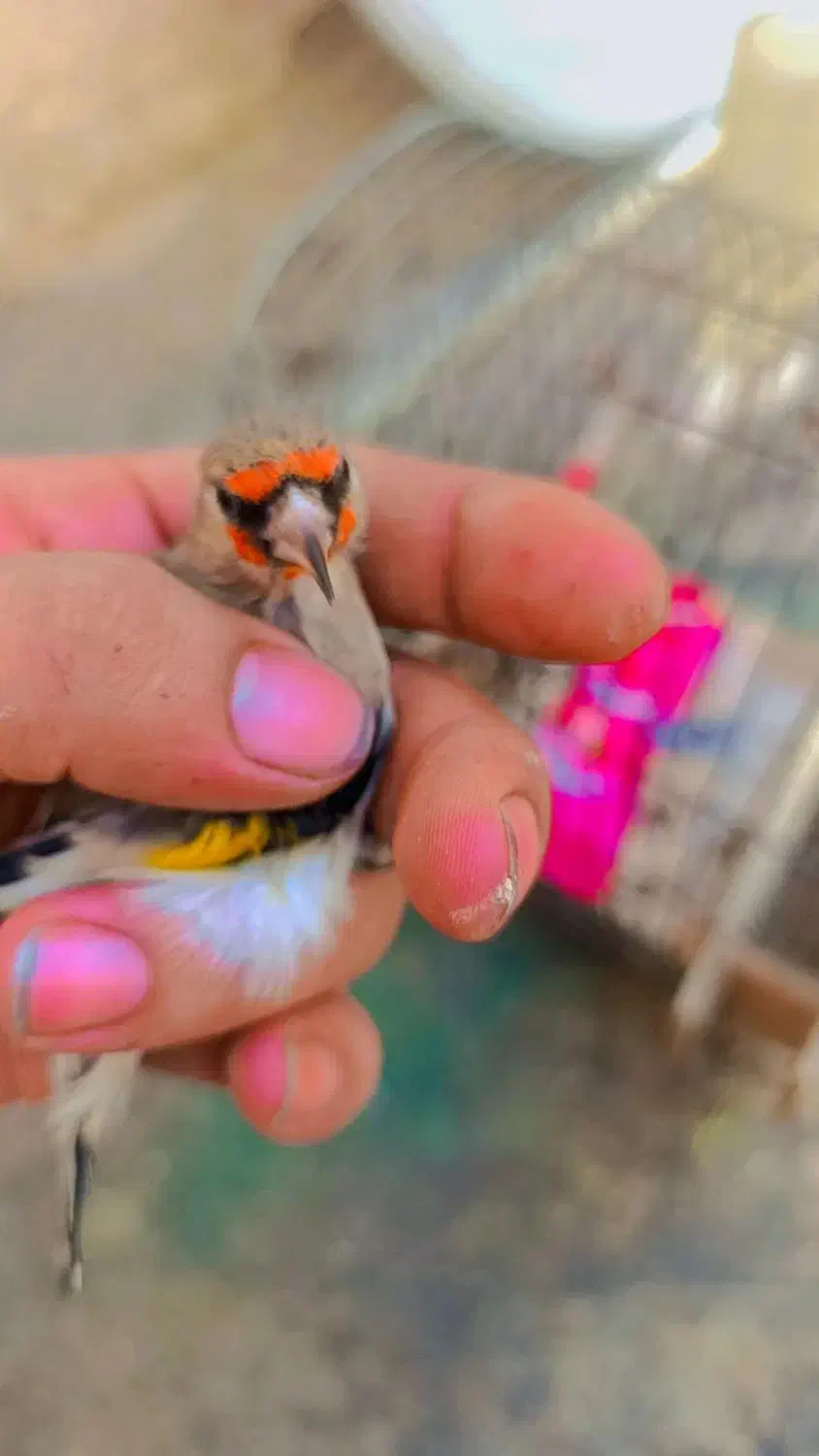 دو عدد سهره|پرنده|قرچک, زیبا شهر|دیوار