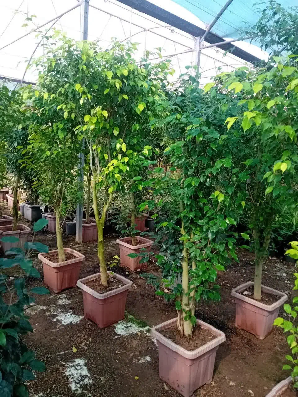 گل به قیمت عمده توضیحات حتما بخونید|گل و گیاه طبیعی|قم, انصارالحسین|دیوار