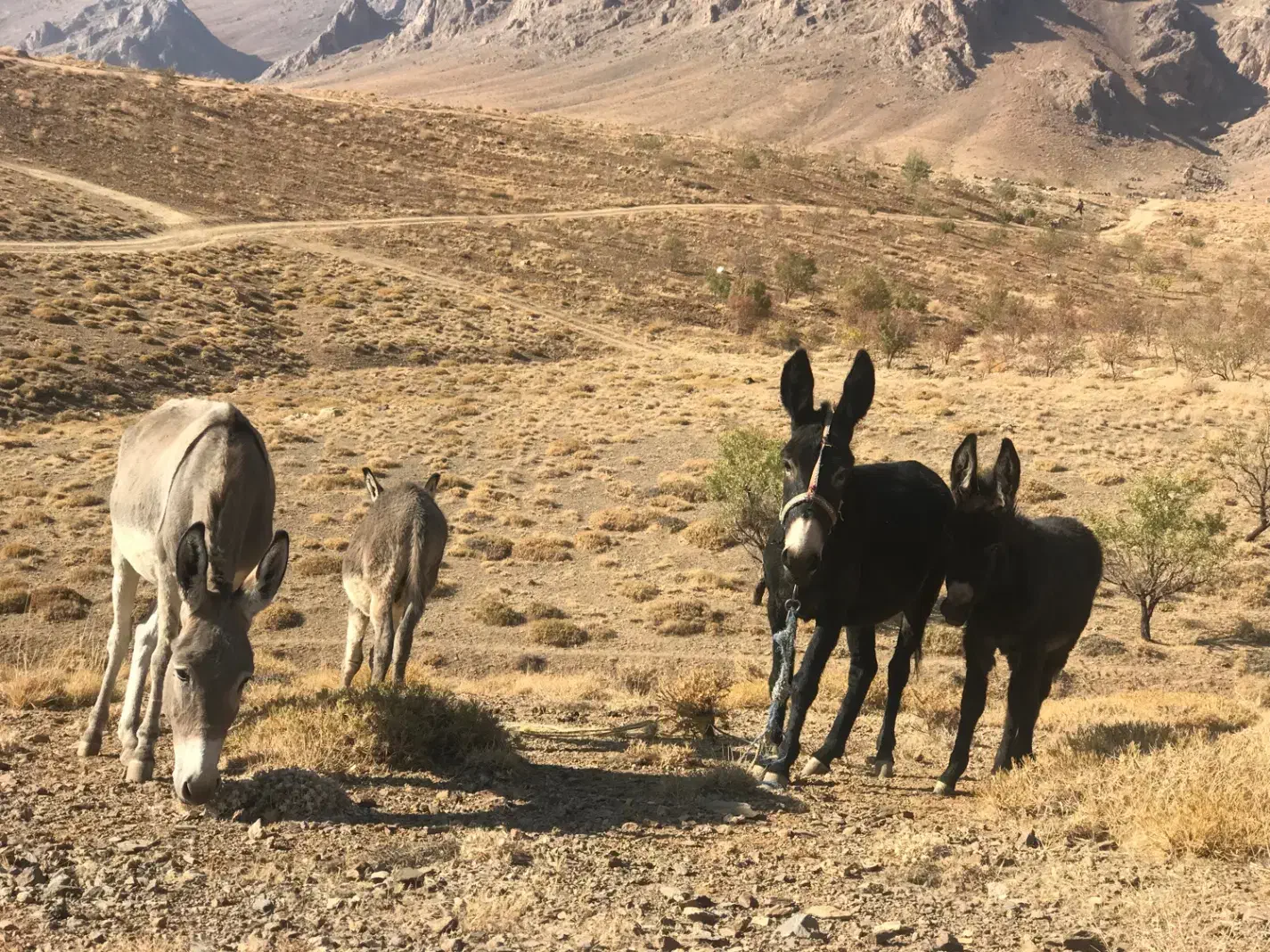 خر گله ای|حیوانات مزرعه|داران, |دیوار