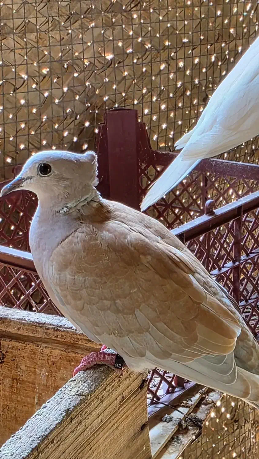 بنام خالق پرندگان|پرنده|تفت, |دیوار