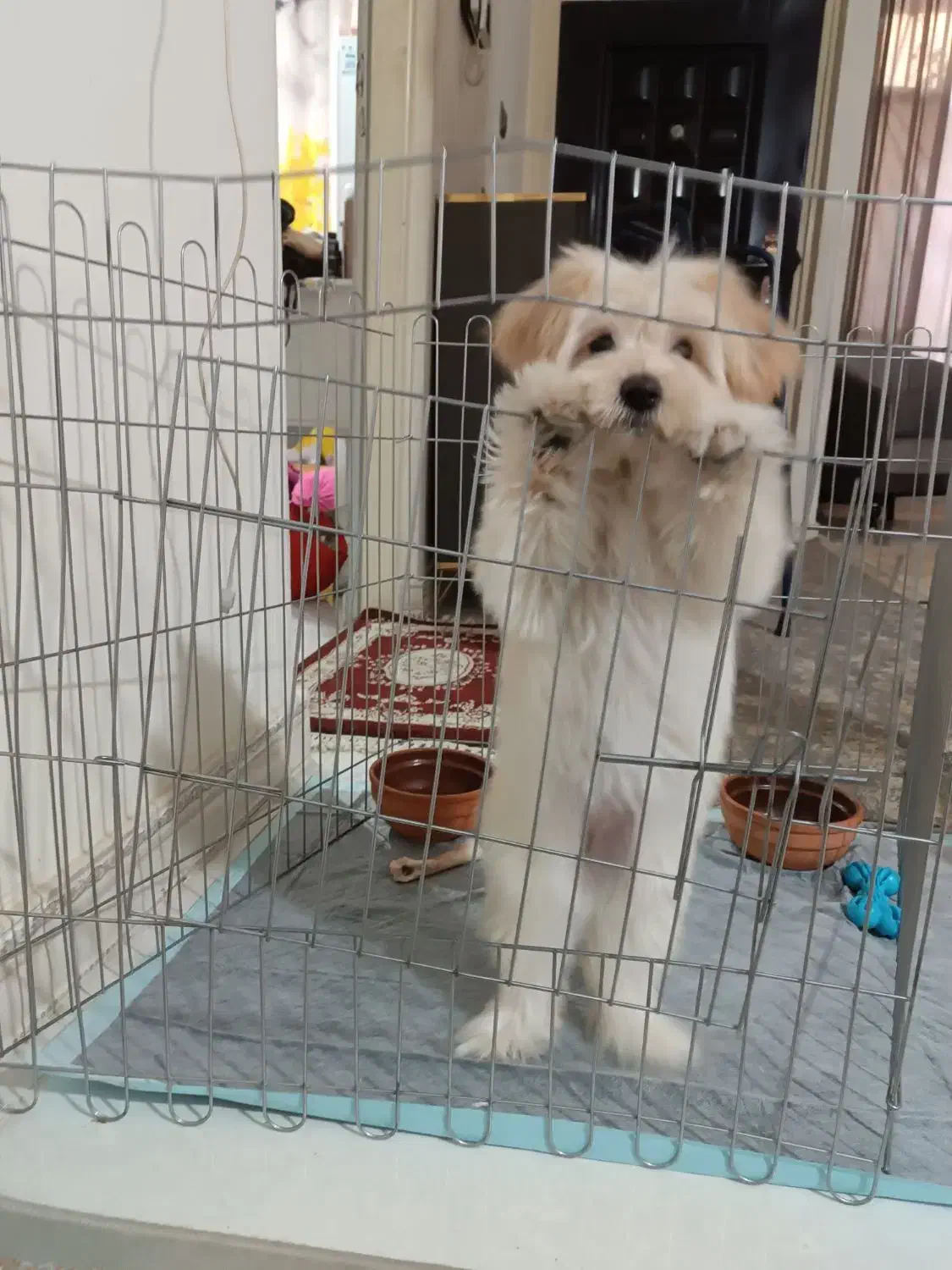 فروش سگ شیتزو|سگ|فردیس, شهرک شهید حسینی|دیوار