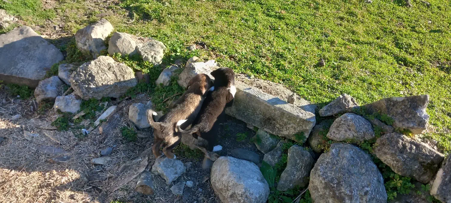 سگ ژرمن|سگ|گلوگاه بابل (گلیا), |دیوار