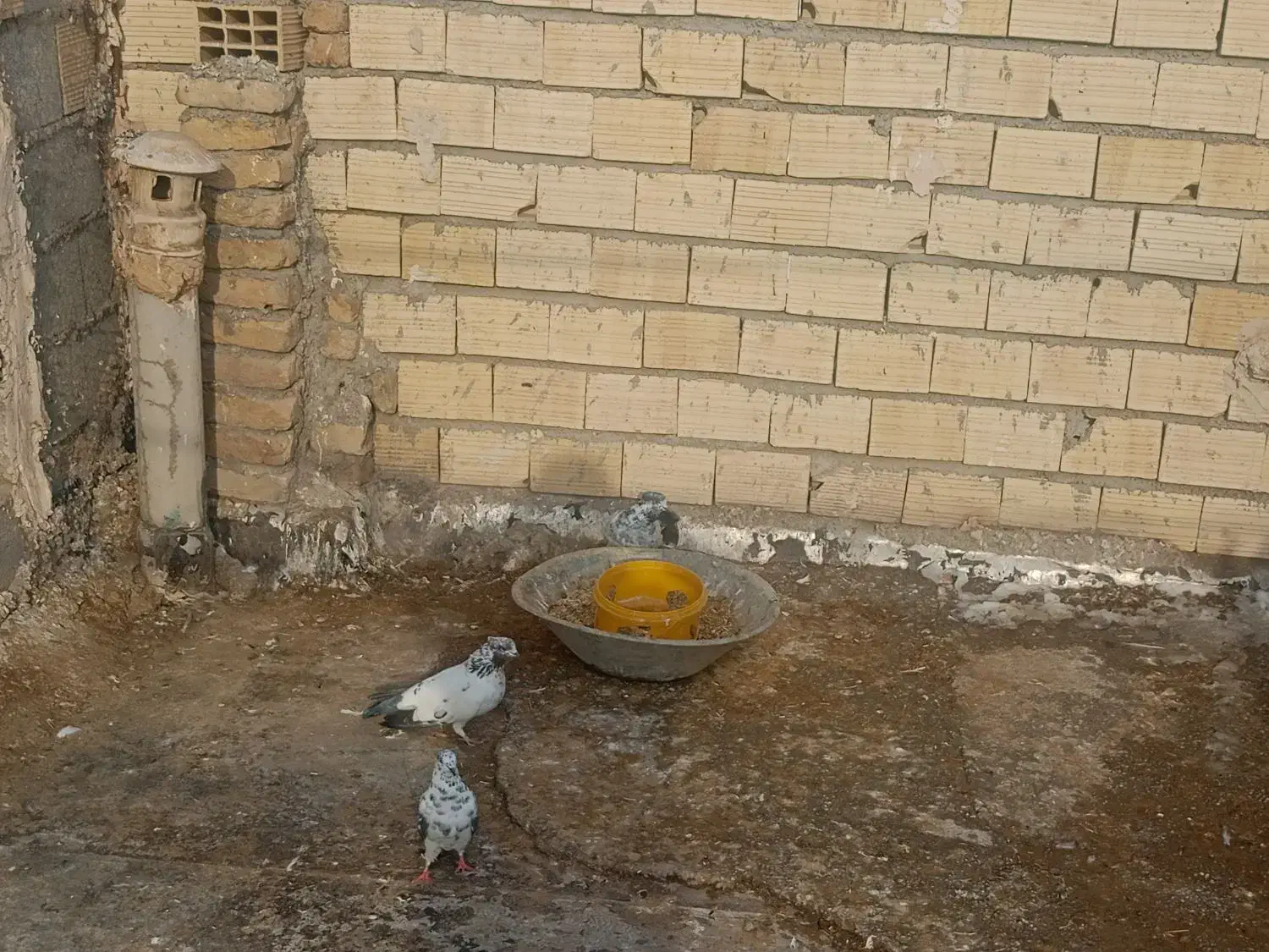 فروشی|پرنده|قره ضیاالدین, |دیوار