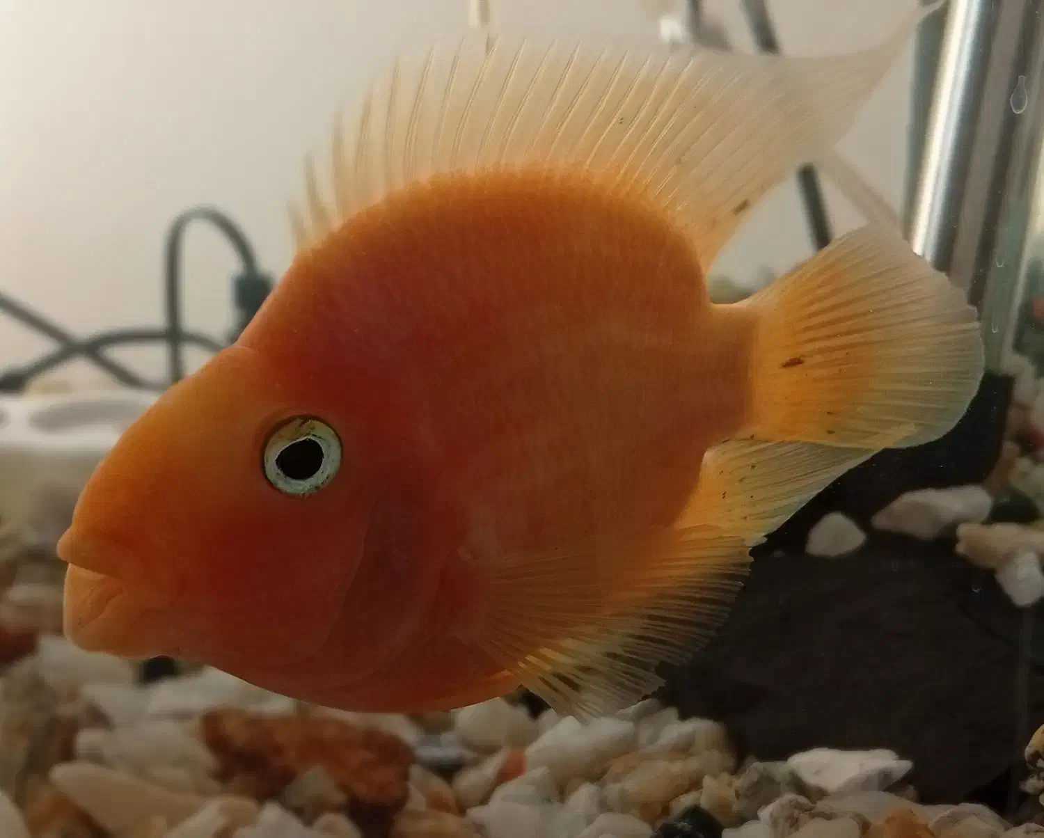 پرت|ماهی|تبریز, |دیوار