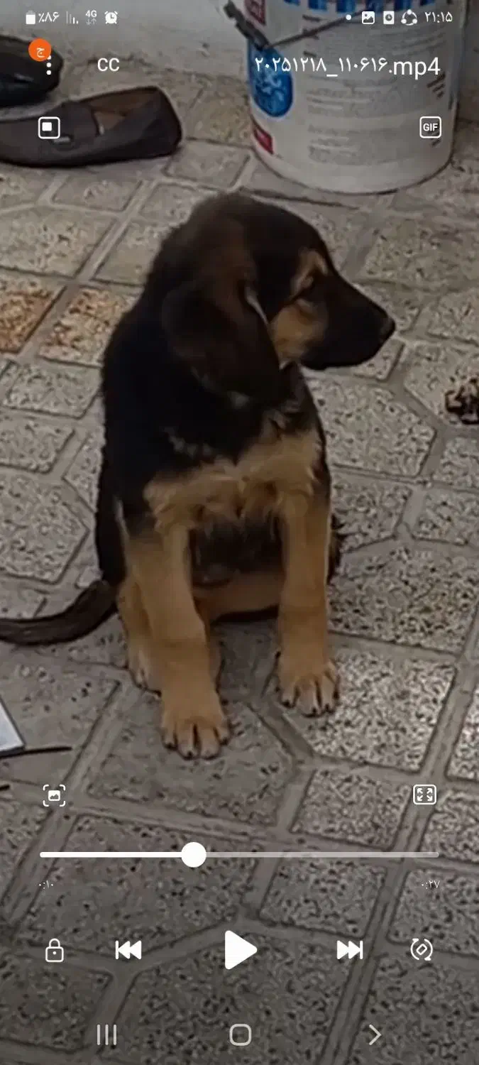 واگذاری توله دوماهه نیم نر|سگ|شیراز, کاراندیش|دیوار