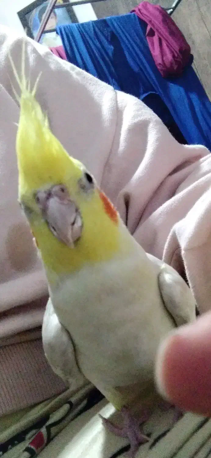 عروس هلندی نازار|پرنده|نورآباد, |دیوار