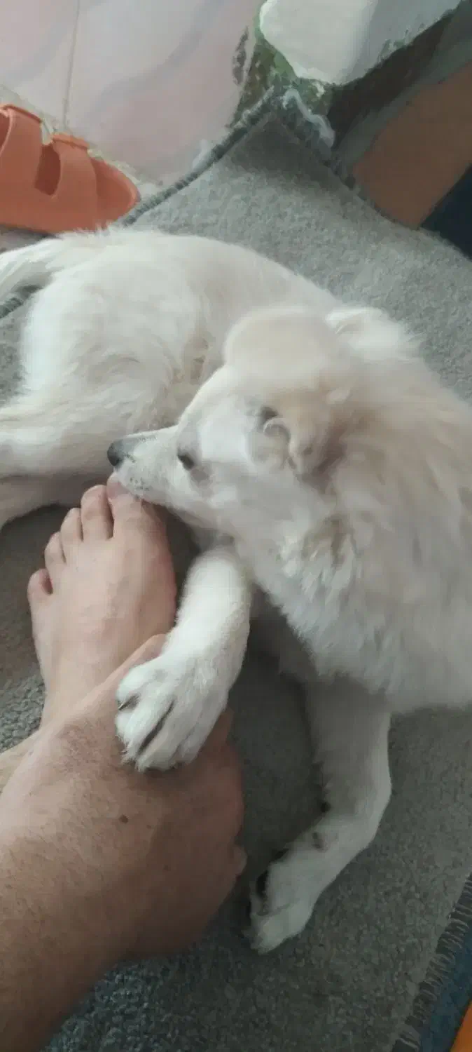 سگ گمشده.|سگ|دهدشت, |دیوار