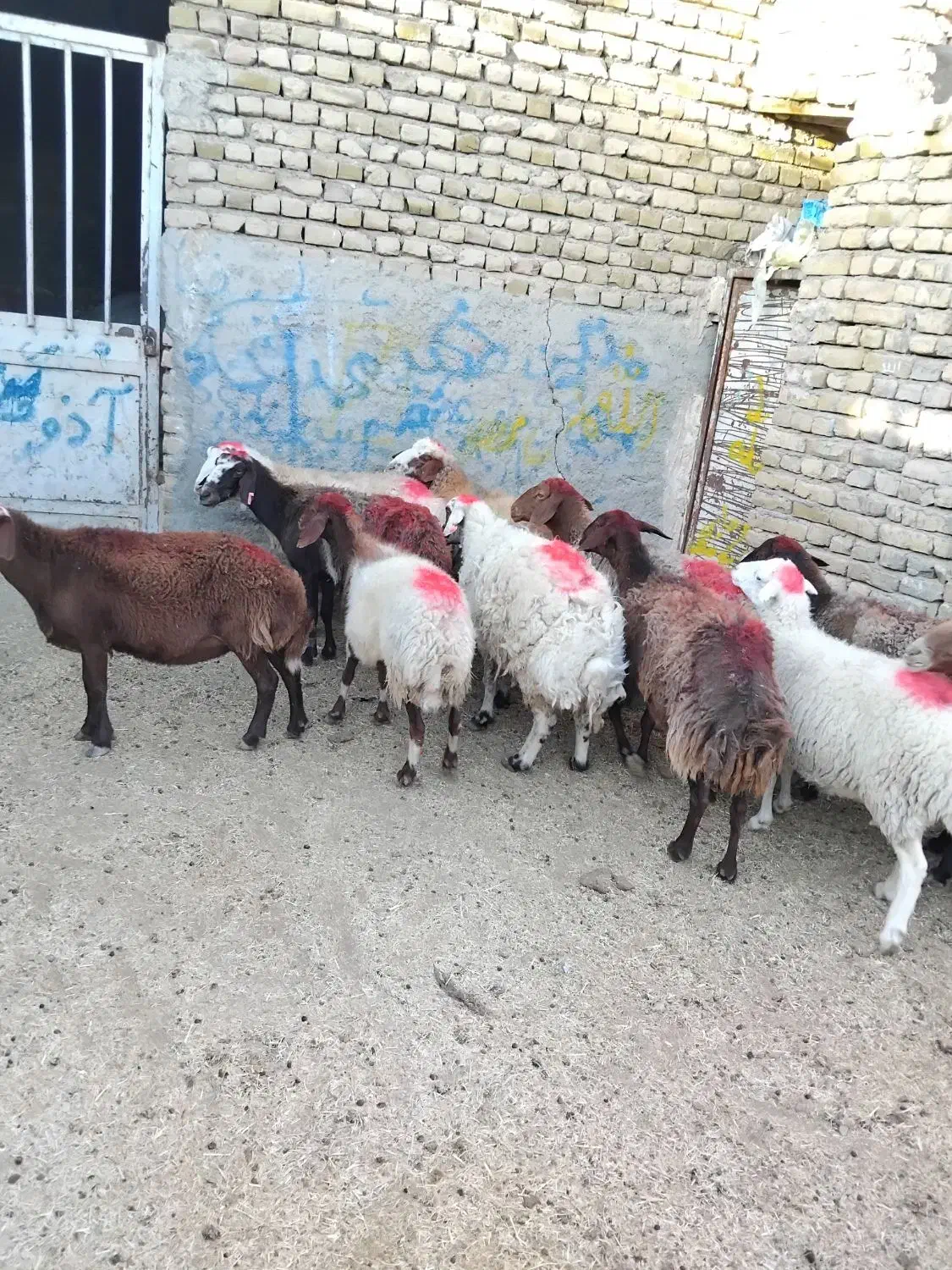 11 راس میش جوان دو رگه|حیوانات مزرعه|تربت‌حیدریه, باغ سلطانی|دیوار