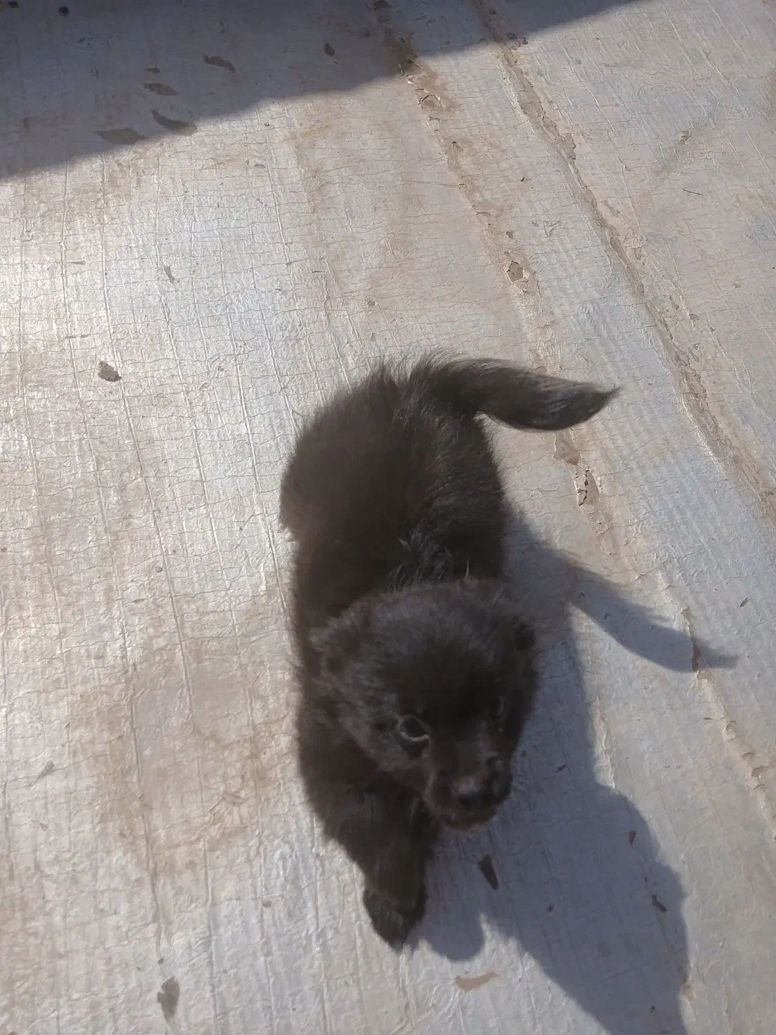 پامرین|سگ|قزوین, |دیوار