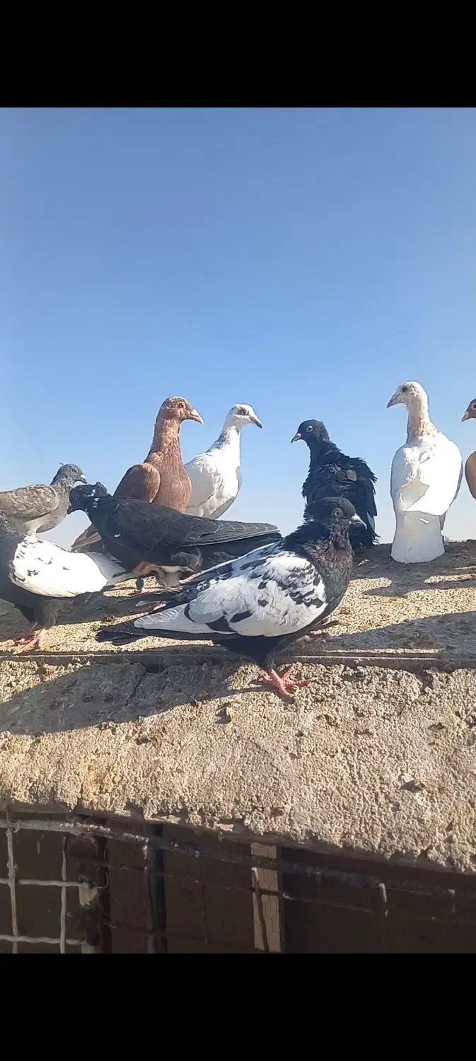 فروشی|پرنده|مه ولات, |دیوار