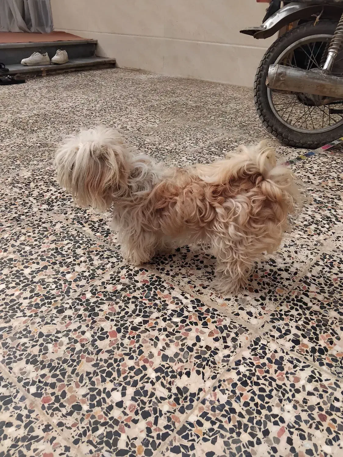 سگ شیتزو شناسنامه دار تمیزو حرف گوش کن|سگ|بهشهر, |دیوار