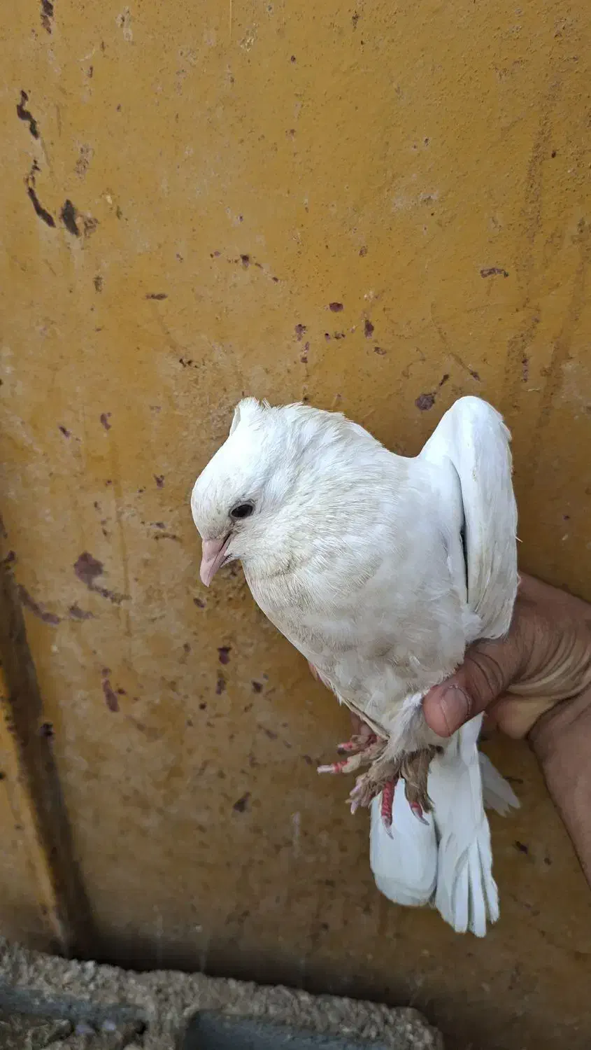 کبوتر گره|پرنده|بندرعباس, |دیوار