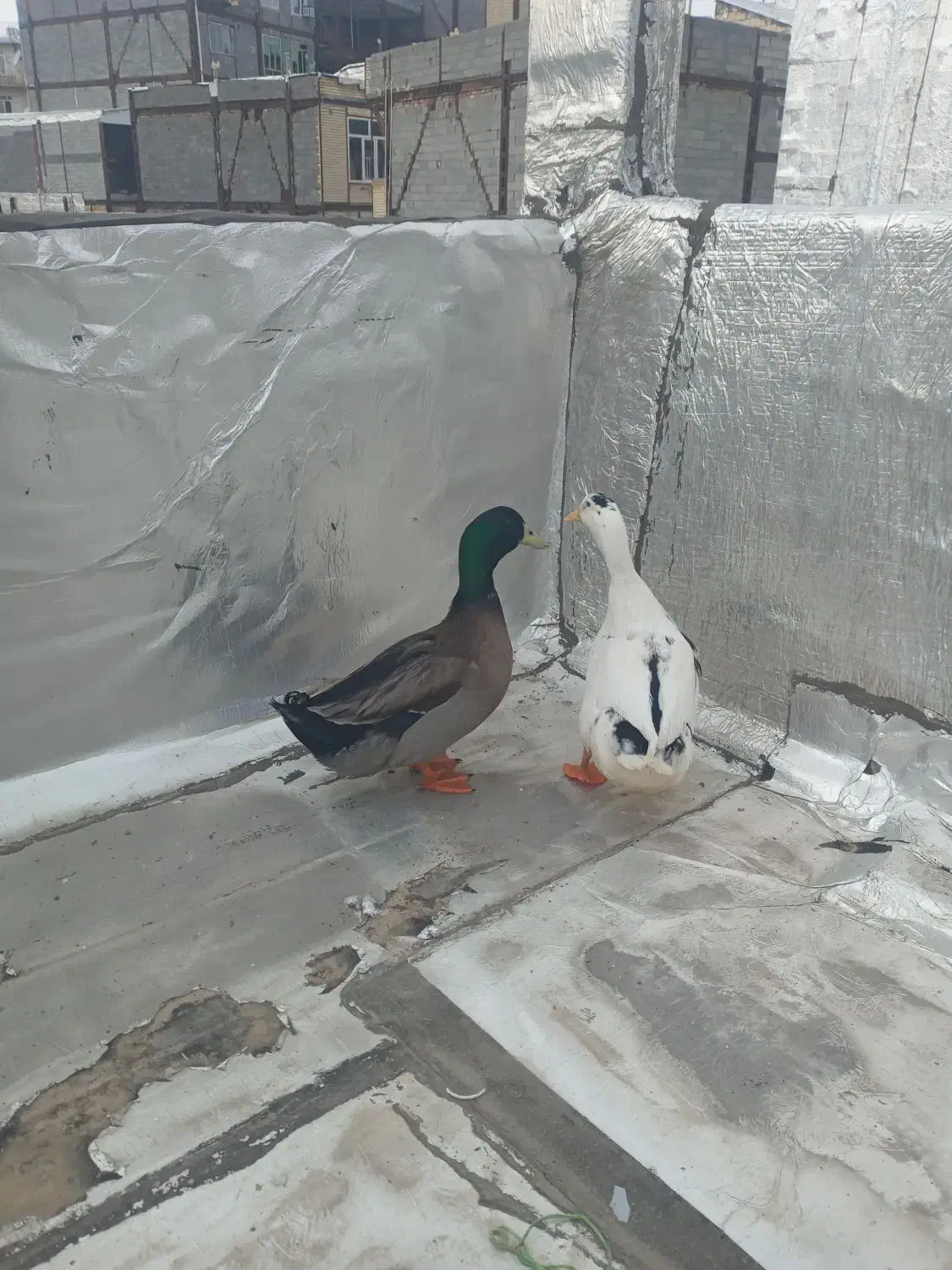 اردک(سونه)|حیوانات مزرعه|جوانرود, |دیوار