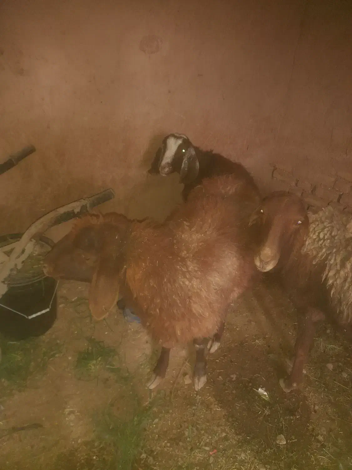 گوسفند وبزیک ساله|حیوانات مزرعه|تربت جام, یحیی آباد|دیوار