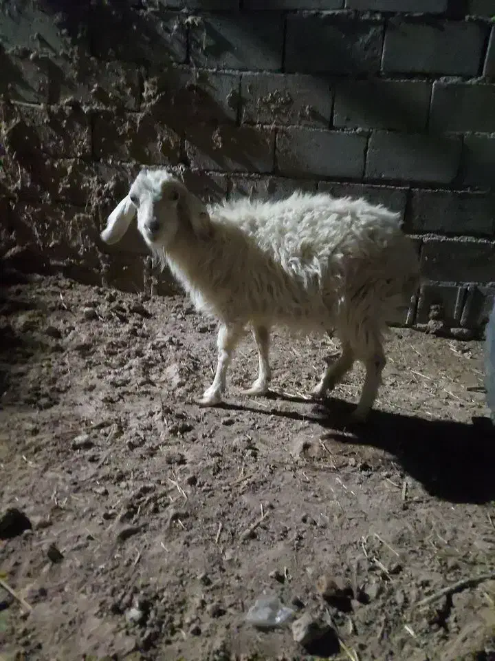 بز محلی|حیوانات مزرعه|سیرجان, |دیوار