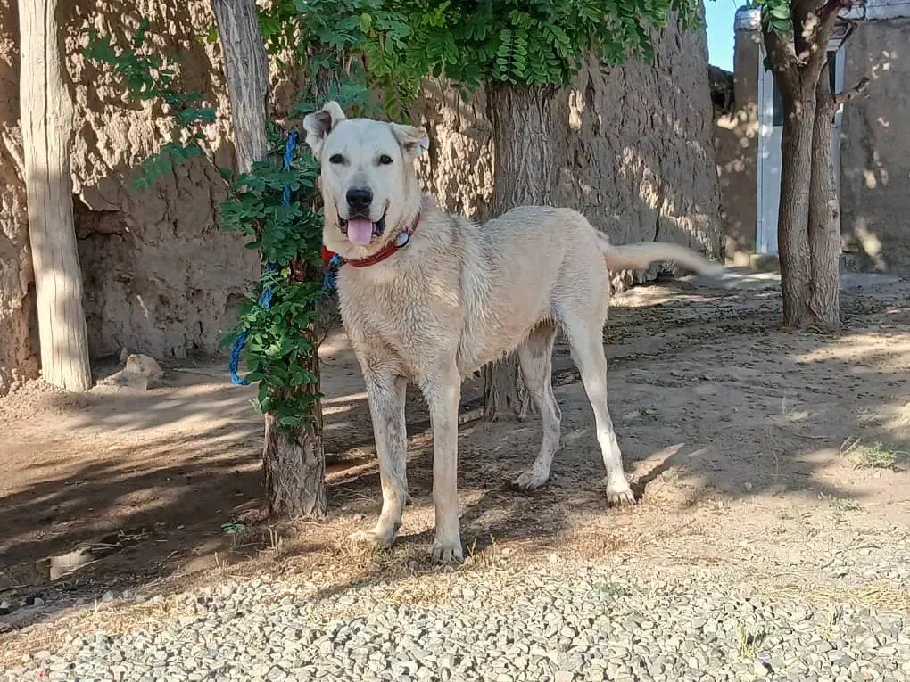 سگ پژدر عراقی سرابی خراسانی سراب|سگ|باغستان, |دیوار