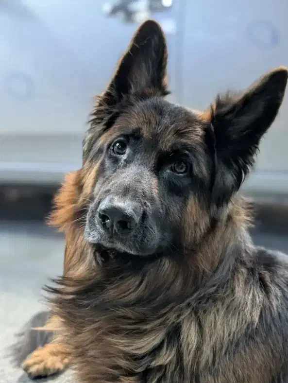 سگ ژرمن|حیوانات|تهران, اتحاد|دیوار