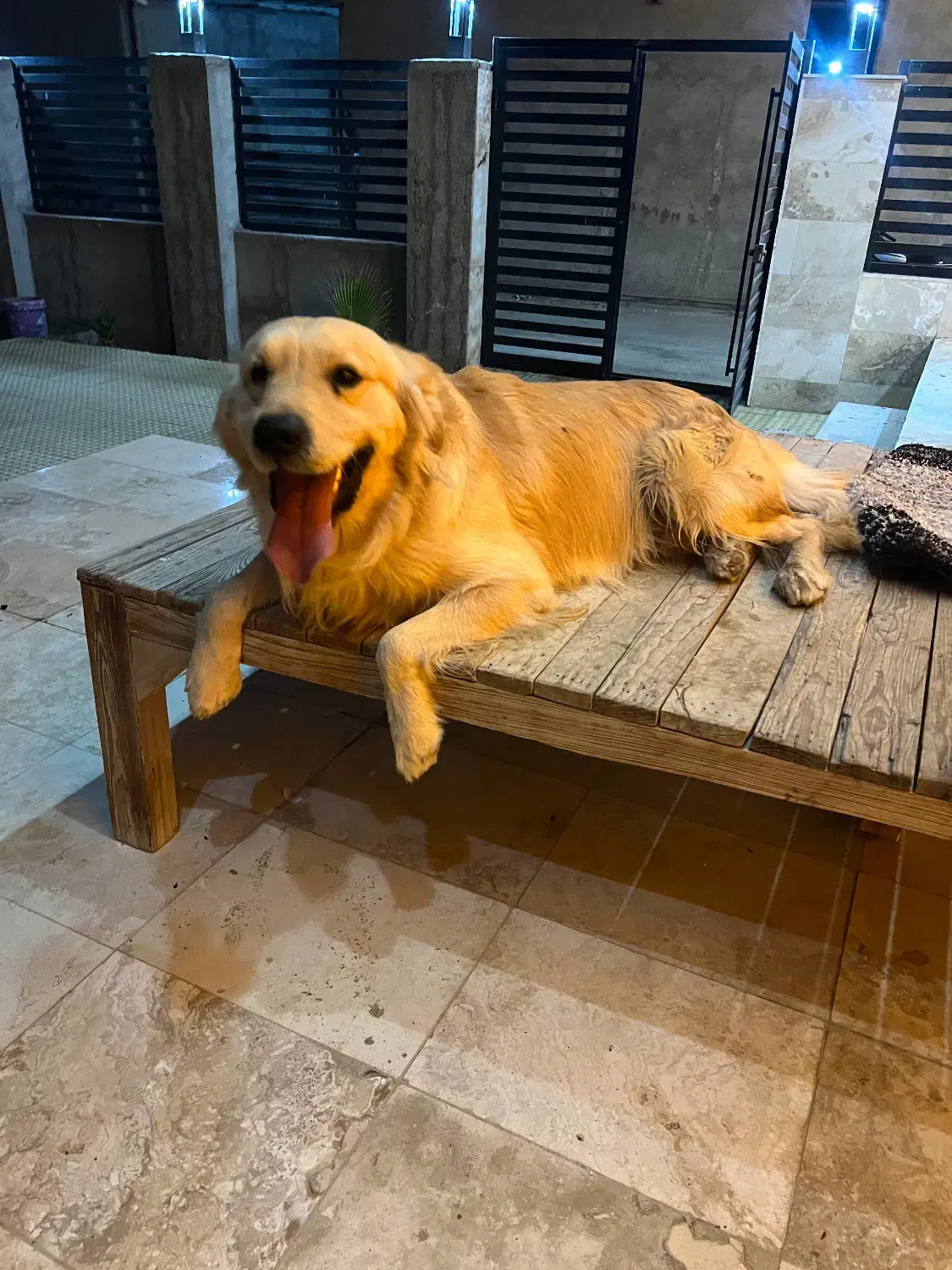 فروش|سگ|رباطکریم, انجم آباد|دیوار