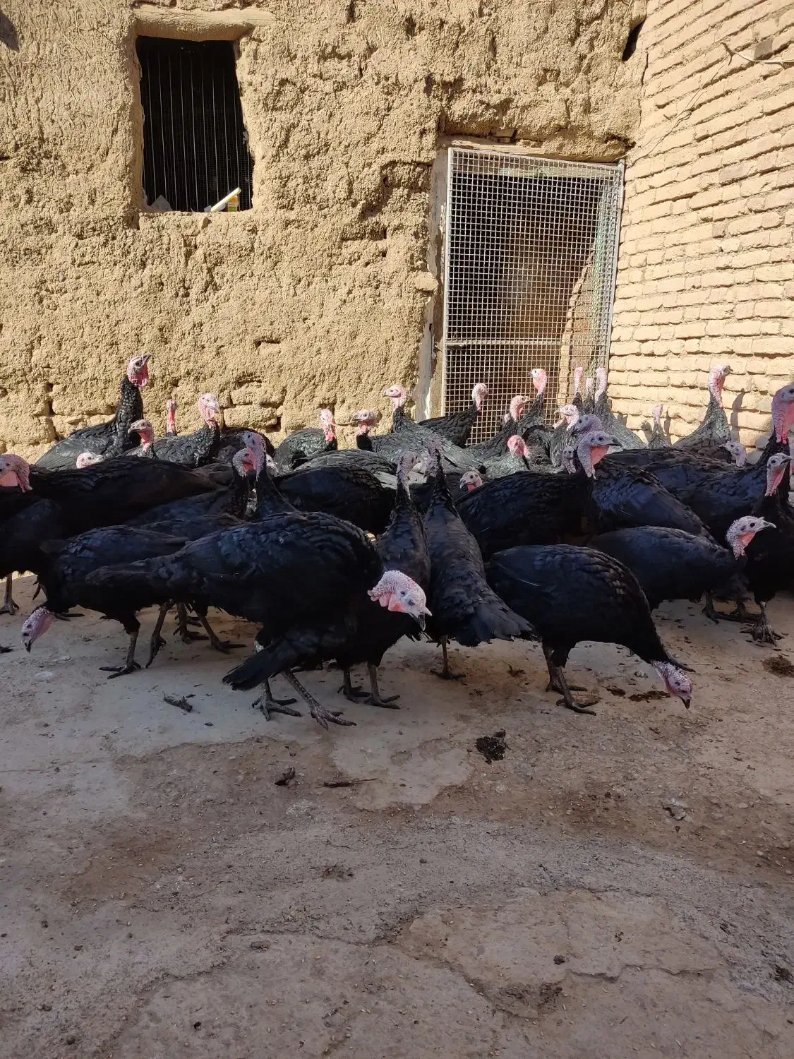 بوقلمون سیاه محلی (عجب شیر)|حیوانات مزرعه|عجب شیر, |دیوار