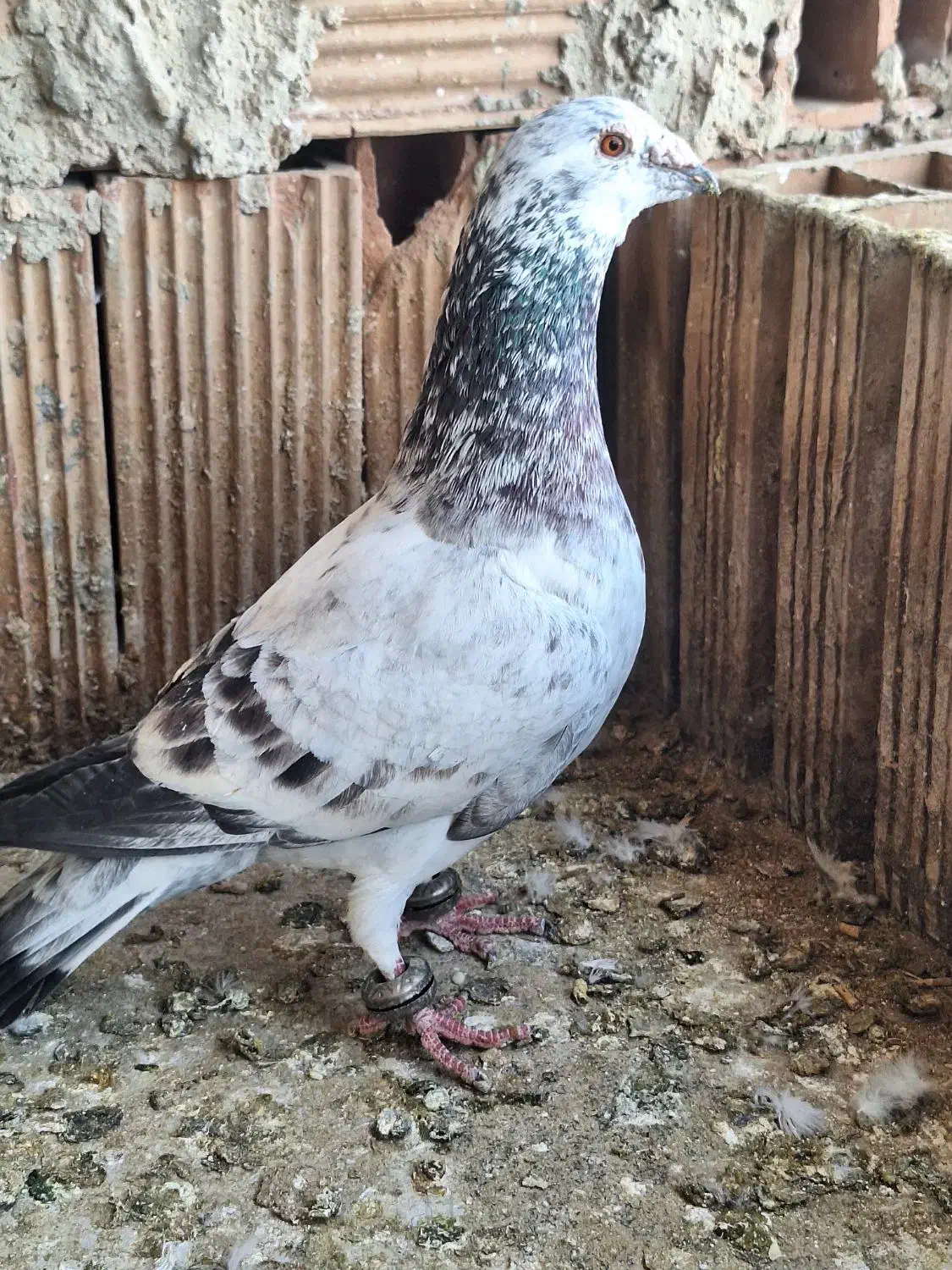 کبوتر|پرنده|نیشابور, مازول|دیوار