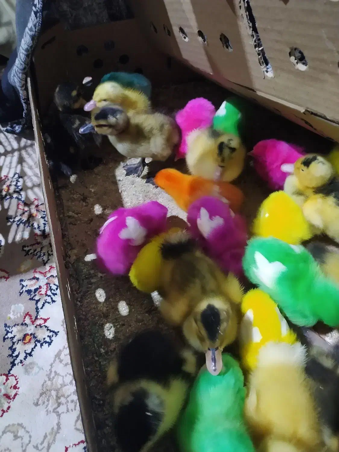 اردک جوجه رنگی در سیادک محمد رسول‌الله 11|حیوانات مزرعه|زاهدان, |دیوار